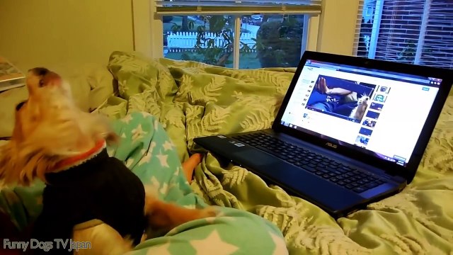 Chihuahua barking - see what happens to your dog! - Funny Dogs and Babies Compilation 2017