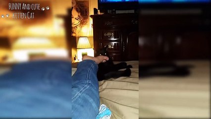 Funny Reaction Cats Smell of Random Things - Funniest Cat Videos 2017