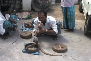 Ce charmeur de serpents va se faire mordre au visage par un cobra