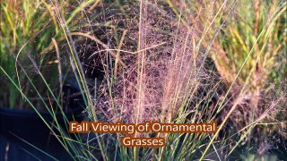A Great Time to View Ornamental Grass Plants is Early in the Morning