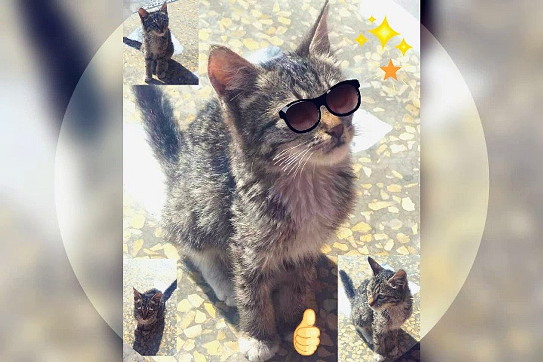 Baby cat for kids video cute baby cat