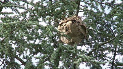 Contre les espèces exotiques envahissantes, la lutte s'organise