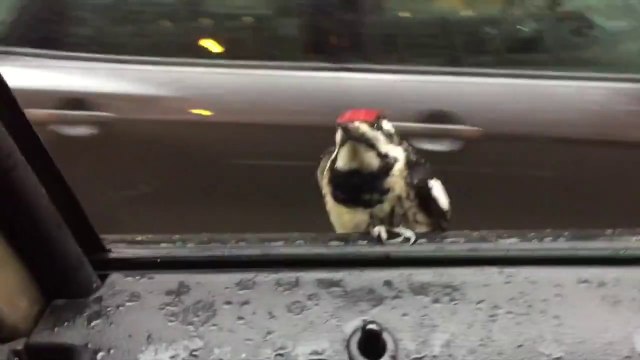 Cet oiseau a décidé de faire un petit tour de voiture gratos!