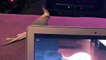 Cette perruche pete un cable à cause d'une perruche qui imite la sonnerie d'un iPhone... En mode inception