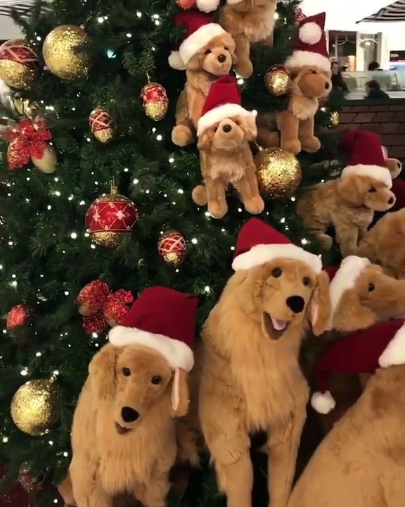 Essayez de trouver le vrai chien la-dedans... Ahaha