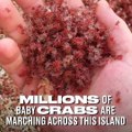 Des millions de petits crabes rouges migrent sur cette île : crab island