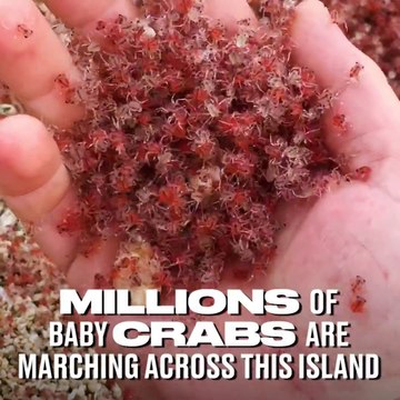 Des millions de petits crabes rouges migrent sur cette île : crab island