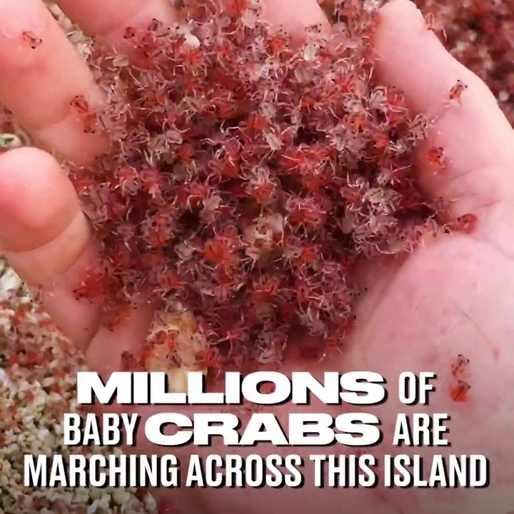 Des millions de petits crabes rouges migrent sur cette île : crab island