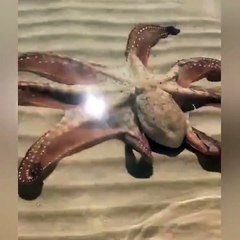 Un calamar très amical vient saluer des touristes