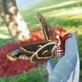 Ce papillon géant est magnifique - Cecropia moth, le plus grand papillon du monde