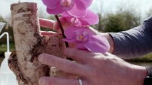 Three cut Phalaenopsis designs _ Flower Factor tutorial _ Powered by Ichtus Flowers-9HAsslAT_sk
