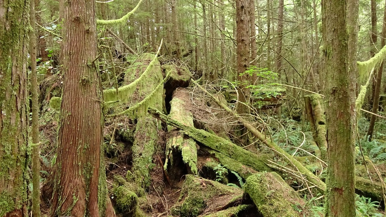 dag 13-14: Quadra Island - Tofino 16-17/08/17