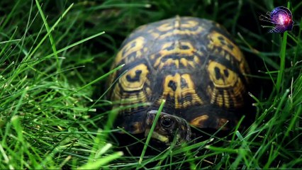 Kuşların Atası Sürüngenler - Evrim Teorisi