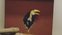 Rare Wrinkled Hornbill Chick Born at Fort Wayne Zoo Makes Public Debut