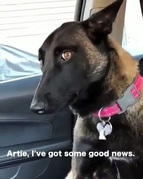 Ce chien apprend qu'il va avoir un petit frère... La réaction est mythique
