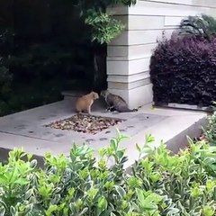 INSIDER THAILAND-Funny cat fight