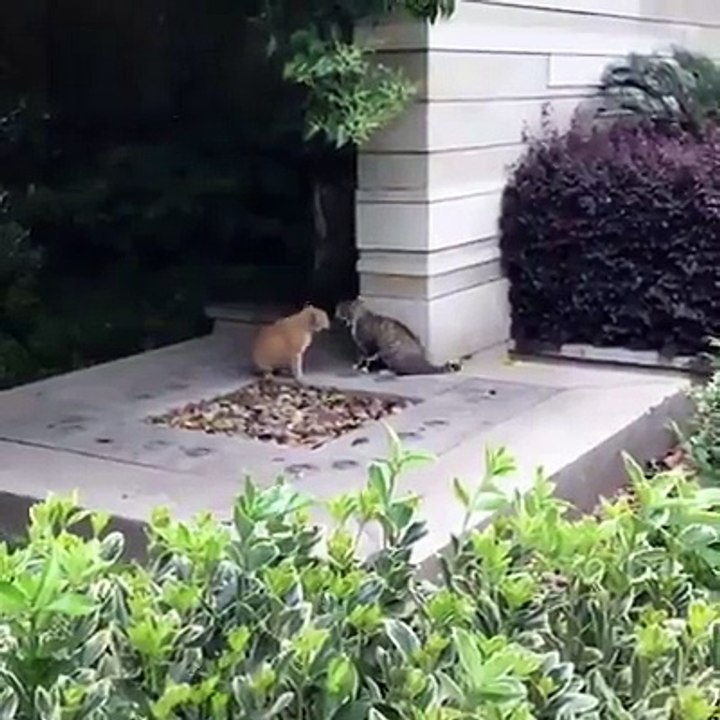 INSIDER THAILAND-Funny cat fight