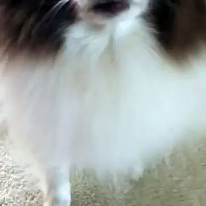 Arf