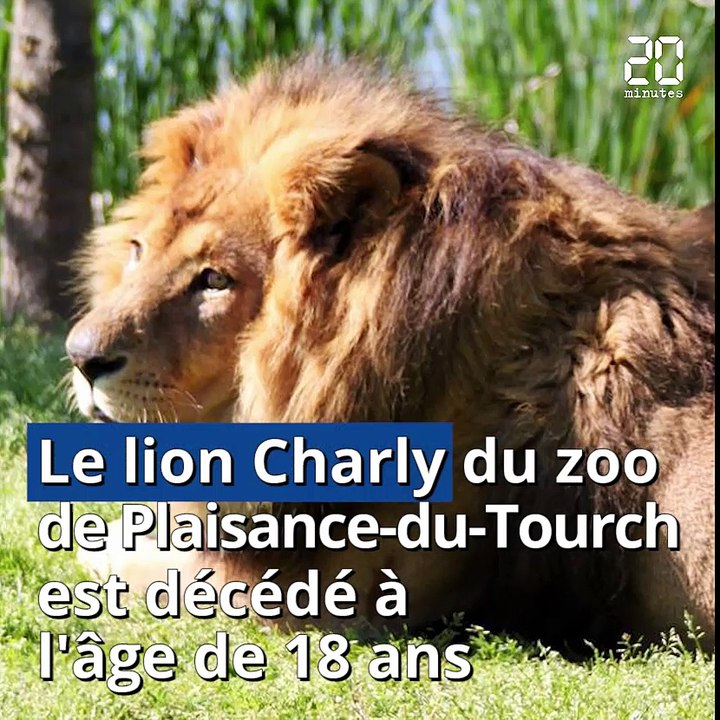 Charly, le lion du zoo de Plaisance-du-Tourch est mort à l'âge de 18 ans