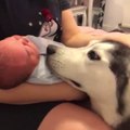Adorable : ce chien fait des câlins à un nouveau-né