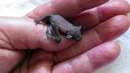 Ce bébé chauve souris a le hoquet... Trop mignon