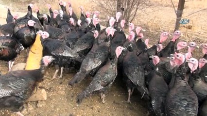 Yılbaşı hindileri tezgahtaki yerini aldı