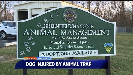 Dog Found with Animal Trap Clamped to Its Testicles