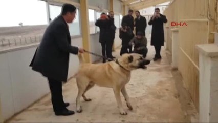 Sivas Japon Otomobil Devi Başkanının Kangal Köpeği Sevgisi
