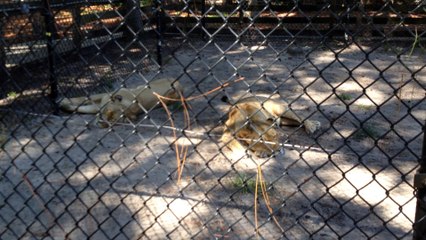 Z57 presents nap time