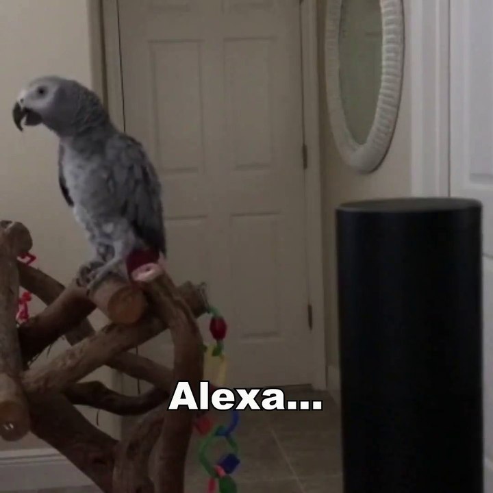 ViralTV_012_When parrot uses Amazon Echo :D