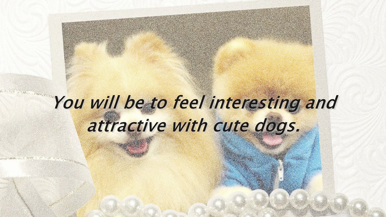 Top most beautiful dogs. You will be to feel interesting and attractive with cute dogs.
