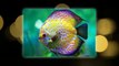 Discus fishes - One of the best beautiful fishes in the fish world