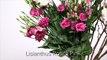 a Fan Shaped Bouquet _ Flower Factor How to Make _ Powered by Van der Lugt Lisianthus-Bsvng111tUM