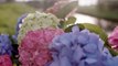 a Hydrangea Bouquet with a twist _ Flower Factor How to Make _ Powered by Hydrangea World-Lbmj8Sbuu_I