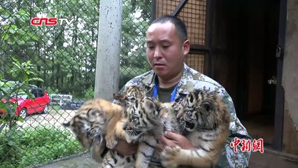 一胎生四个小老虎个个顽皮可爱 _ Lovely Quintuplet Siberian Tigers In Yun'nan National Park, China-nKF5ErMorXE