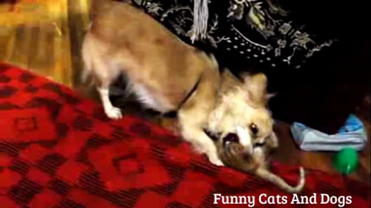 Funny Cats Compilation - Funny Cat Videos - pet kittens - pets kitty PART - 6-mrQQNKeqE4M