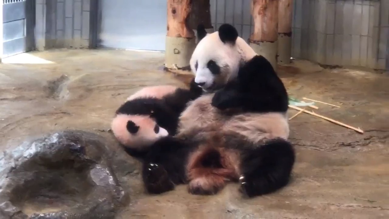 Adorable Baby Panda Plays With Mother During Debut at Tokyo Zoo