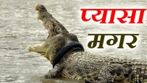 Stir from thirsty crocodile to reach in village  गांव पहुंचा प्यासा 'मगर' काबू पाने में लगे घंटों