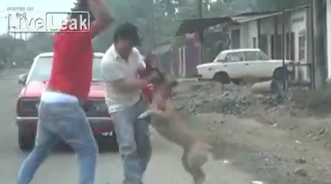 Brutal Scene Where A Man Is Attacked By A Pitbull