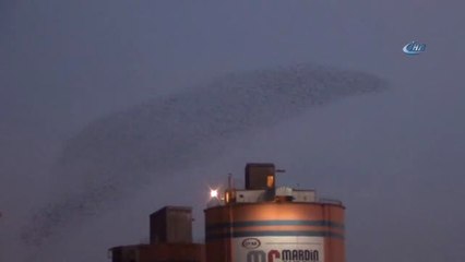 Mardin'de Kuşların Dansı İzleyenleri Mest Etti