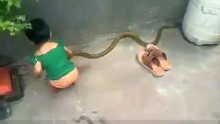 Child Playing with King Cobra Snake Amazing Video 2017 !! सबसे खार्तनाक बच्चा II-YMsXQiflpZo