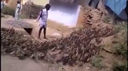 Il mène son armée de canards à la baguette... Impressionnant