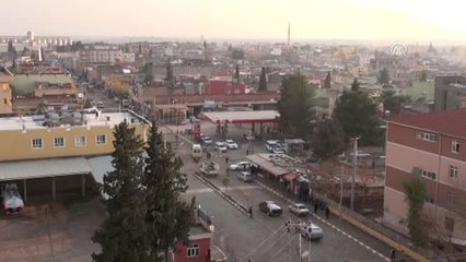 Dağ Ceylanlarına Ceylanpınar'da Özel Alanda Bakım - Şanlıurfa