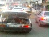 Otomobil Bagajında Tehlikeli Yolculuk Kamerada
