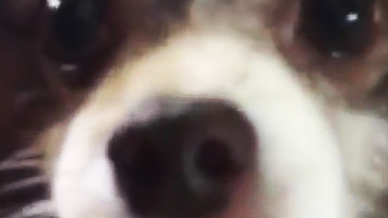Un chien fait arf
