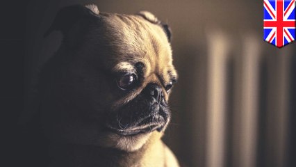 Deadly Alabama Rot hits UK dogs after muddy forest walks