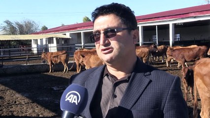 Yerli sığır ırklarına kapsamlı koruma - ADANA