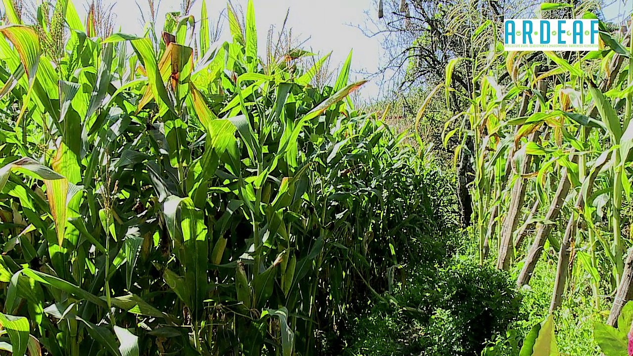 Maize Farming_Part - 1