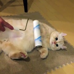 Un chat qui adore se faire masser!