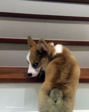 Un chiot apprend à monter les escaliers et c'est trop mignon!
